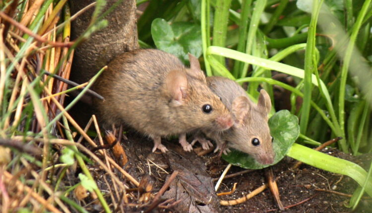 Rođeno 168 miševa začetih spermom iz svemira