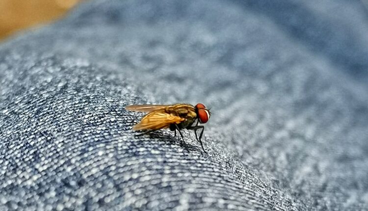 Ne grize, a opasniji je od krpelja i komaraca: Ovaj insekt prenosi neke od najgorih bolesti