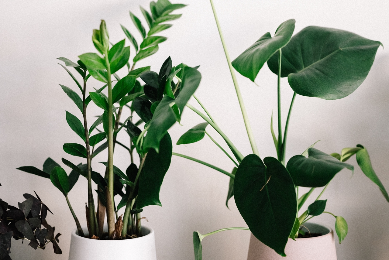 2 растения, които трябва да имате в къщата: Смята се, че носят прогрес, пари и късмет