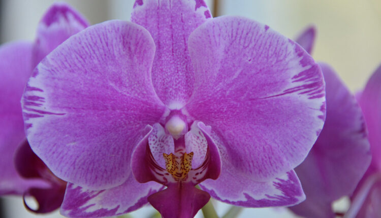 Najbolje prirodno đubrivo za vaše orhideje: Cvetaće bujno kao nikad pre