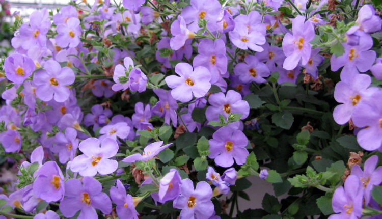 Cvet koji će ulepšati svaku baštu: Dolazi u bogatoj paleti boja