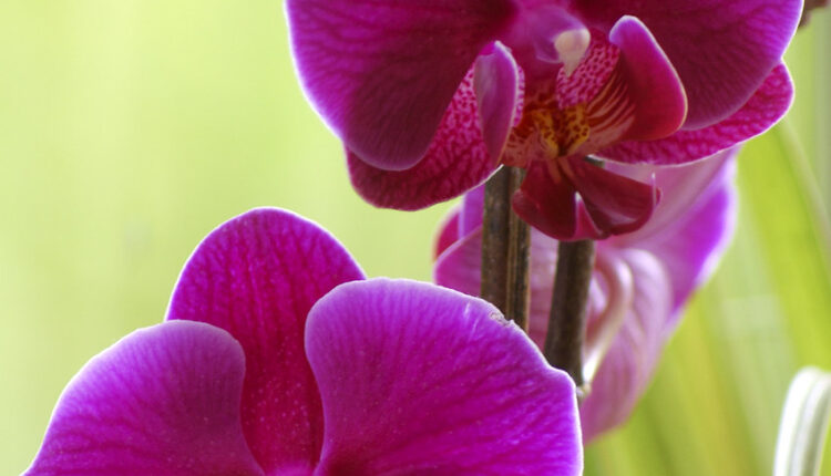 Za najlepše orhideje koje je svet video: Na ovom mestu morate da ih držite