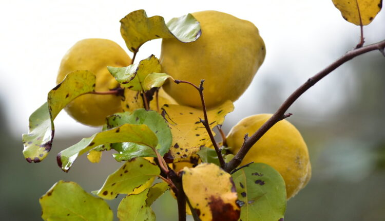 Zovu je lek jeseni: Ovo je najzdravija voćka na svetu