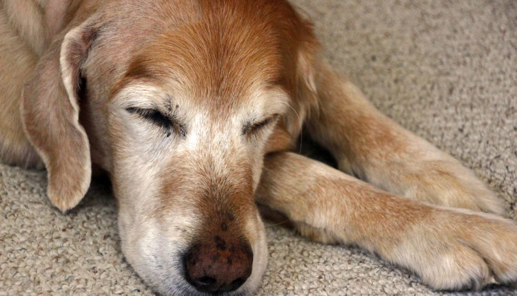 Važno je da znate: Koliko sati sna je psima dovoljno