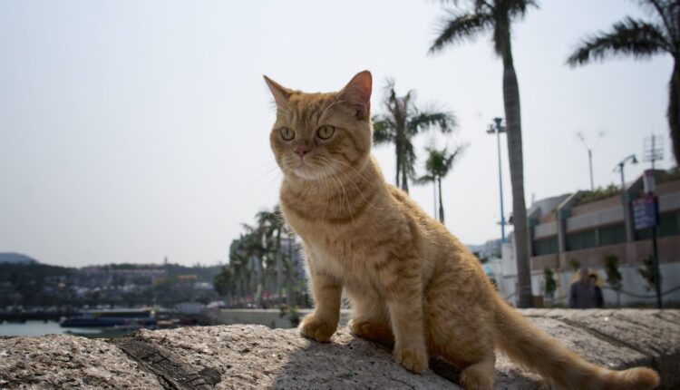 Zašto mačke vole da posmatraju sa visine na okolinu?
