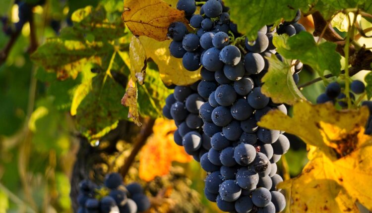 10 zanimljivosti o grožđu: Evo koliko zaista ima kalorija i zašto treba jesti i koštice 10 zanimljivosti o grožđu: Evo koliko zaista ima kalorija i zašto treba jesti i koštice