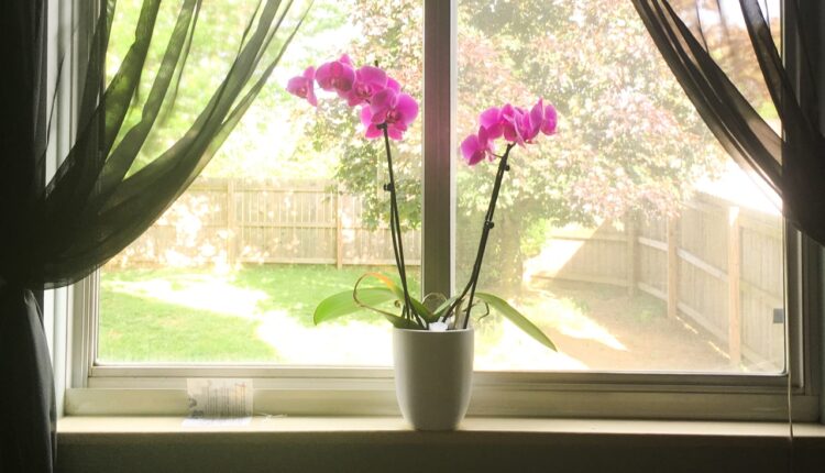 Uz ove savete orhideje će vam cvetati i tri puta godišnje