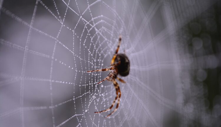 Ako uradite ovih 5 stvari nikada više nećete videti pauka u svojoj kući
