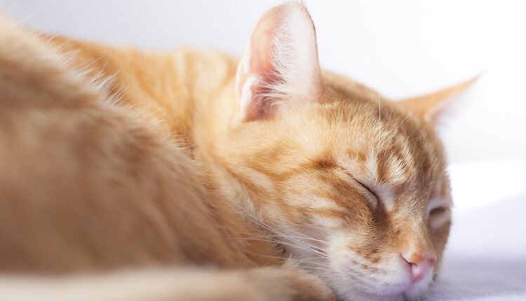Misterija razrešena: Mogu li mačke da sanjaju?