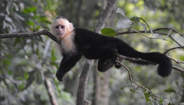 Majmun „Robin Hud“: Ukrao novac, pa ga bacao s grane