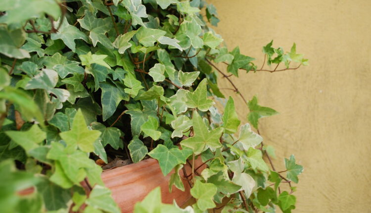 Spas za zdravlje: Ove biljke čiste buđ i izvlače vlagu iz kuće