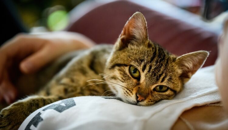 Ne zanemarujte: Ako je vaša mačka budna i oglašava se noću, to znači samo jedno