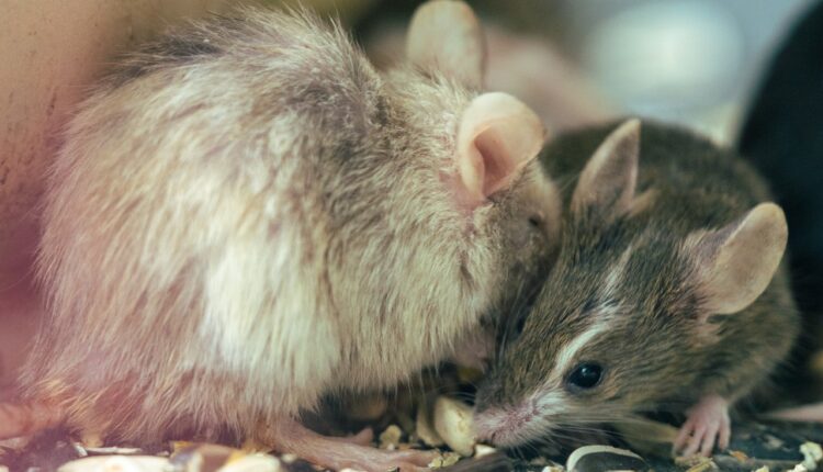 Miševi će bežati iz vašeg dvorišta: Nabavite samo ove 4 biljke