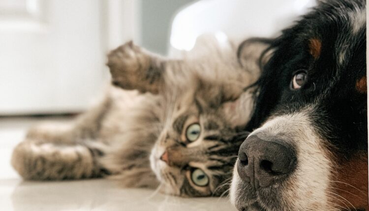 Mačke i psi upijaju negativnu energiju od svojih vlasnika kao sunđer, ali postoji jedna bitna razlika