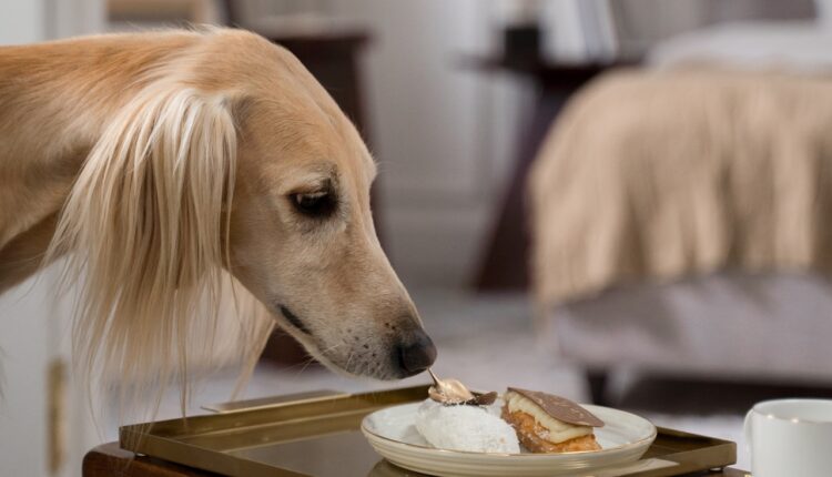 Hrana koja je otrovna ili loša za pse
