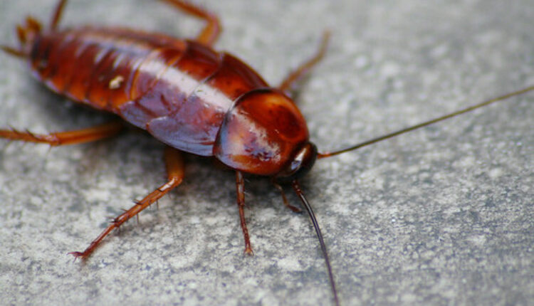 5 stvari koje zauvek teraju insekte iz kuće – a nećete bacati pare na hemikalije