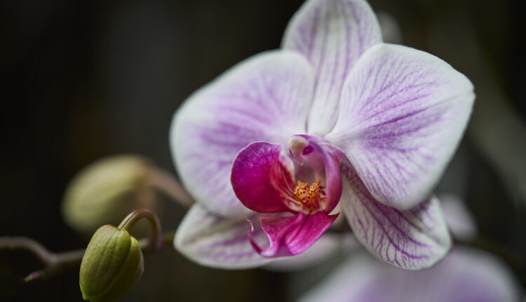 Kako da orhideja preživi zimu: Ključ je u ovih 5 stvari