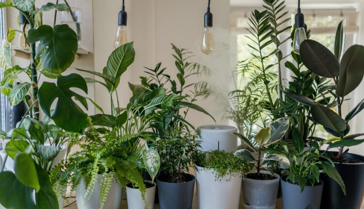 Verovali ili ne, ove biljke čiste vaš dom! Unesite ih u kuću i preporodićete se!