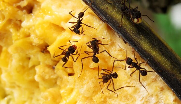 Više se neće vraćati: Ovo je “bela smrt” za mrave, a nije ni so, ni soda bikarbona!