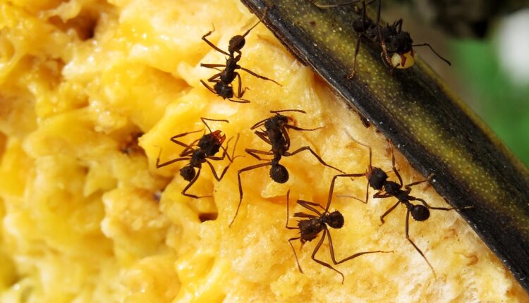 Kako se rešiti mrava u kući: Nanesite ovo na mesta gde se najviše skupljaju i u trenu ćete ih rasterati Kako se rešiti mrava u kući: Nanesite ovo na mesta gde se najviše skupljaju i u trenu ćete ih rasterati
