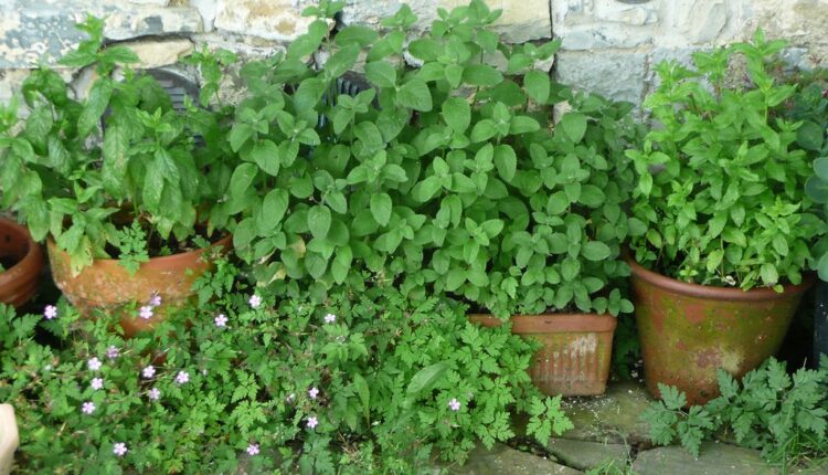 Ne podnose taj miris: Posadite ovu biljku u dvorište ili na terasu i oteraćete dosadne bube