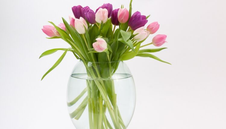 Neverovatan trik kako da oživite lale u vazi da traju i do 12 dana, svaki cvećar zna ovu caku