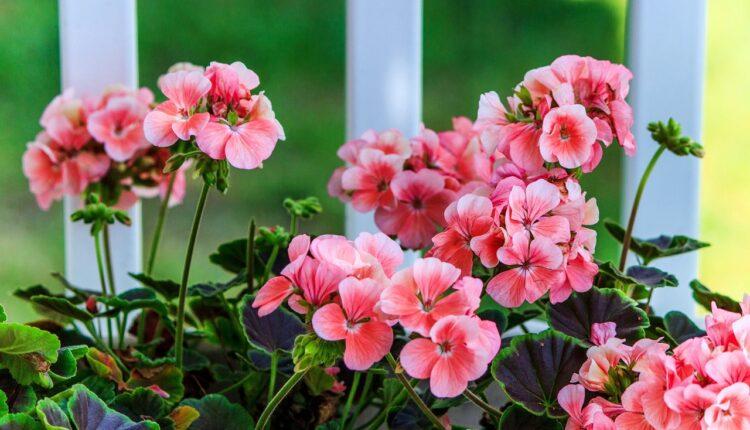 Velika greška zbog koje se uništi prolećno cveće: 1 trik je dovoljan da vam biljke bujaju do kasne jeseni