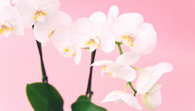 Predivne orhideje će neprestano cvetati: Umesto vode ovim je zalivajte
