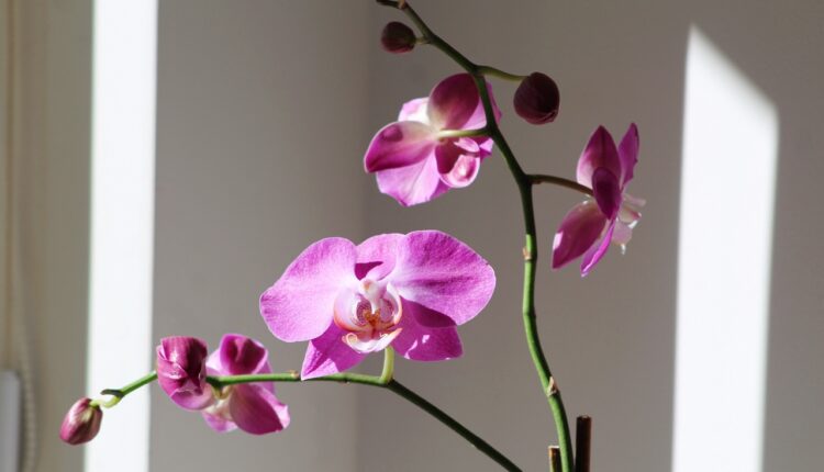 Umesto vodom, orhideju zalivajte ovim: Samo 2 kašike su dovoljne da cveta kao luda tokom cele godine
