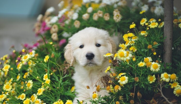 Oprez: Ovo prolećno cveće otrovno je za pse