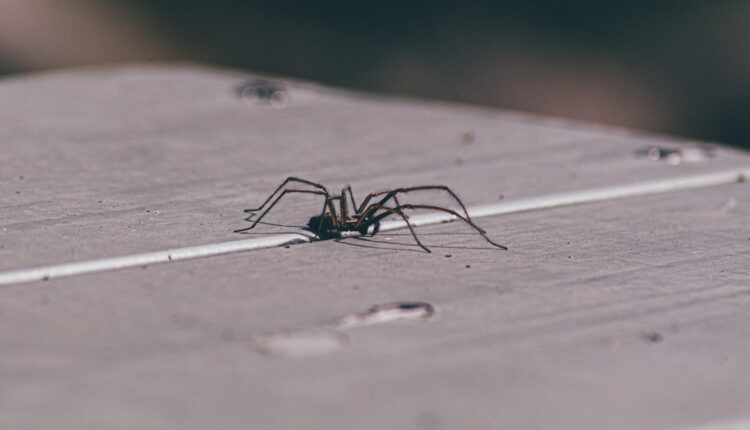 Evo zašto ne smete da ubijete paukove kada ih vidite u svojoj kući