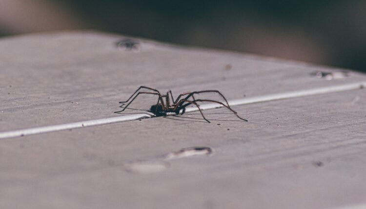 Ako vam smetaju insekti u domu, evo kako možete besplatno rešiti problem Ako vam smetaju insekti u domu, evo kako možete besplatno rešiti problem