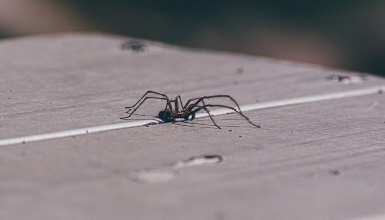 Ako vam smetaju insekti u domu, evo kako možete besplatno rešiti problem