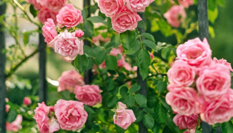 Ovaj besplatan trik ubrzaće raskošan cvat ruža tokom cele sezone