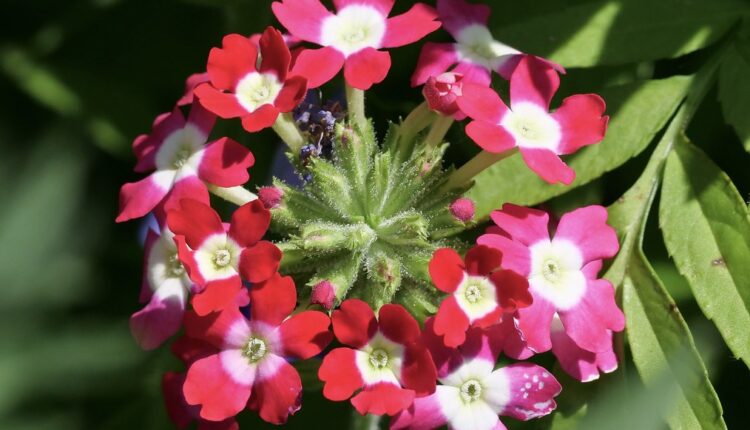 Kako saditi i negovati verbenu: Ova biljka cveta od ranog proleća, a veruje se da privlači sreću i novac