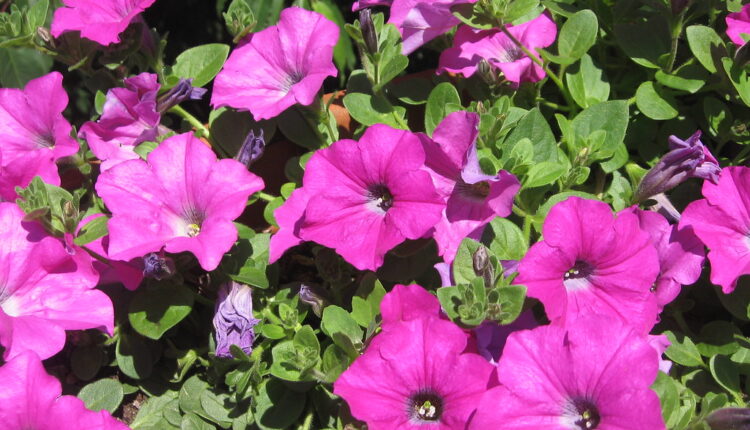 Ulepšaće vam dom: Ove 4 predivne biljke su za vas ako ste alergični na polen