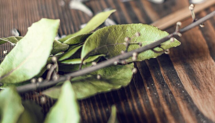 Zapalite lovorov list i gledajte magiju: Efekat ovog mirisa će vas oduševiti za samo nekoliko sekundi