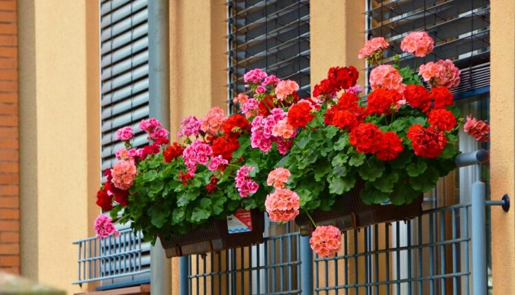 Muškatle će raskošno cvetati i krasiti vaš balkon sve do kasne jeseni, samo dodajte ovaj sastojak u vodu