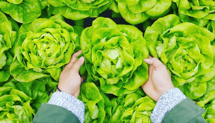 Kako da vam zelena salata što duže traje: Uz ovaj trik ostaće sveža u frižideru i do mesec dana Kako da vam zelena salata što duže traje: Uz ovaj trik ostaće sveža u frižideru i do mesec dana