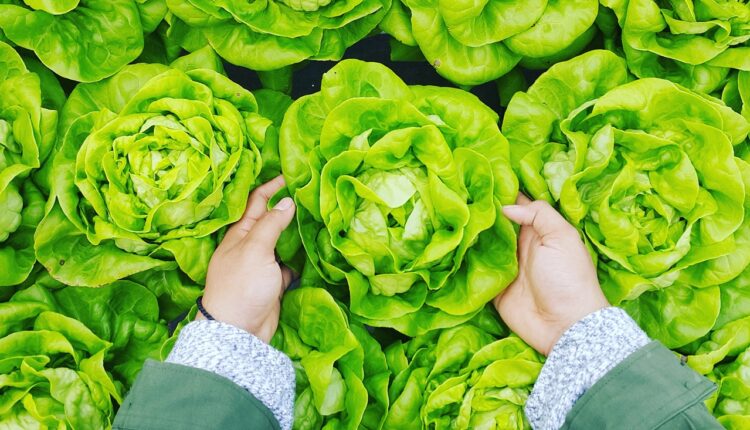 Zelena salata ostaće sveža i do dve nedelje: Caka je u ovome…