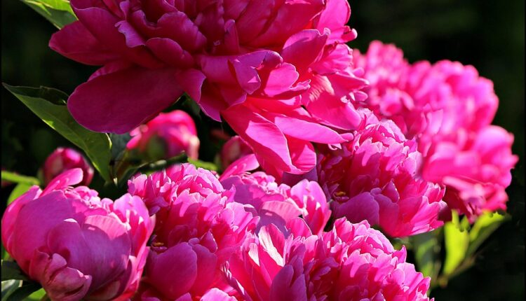 Najdivniji majski cvet: Zasadite ga odmah i svi će vam zavideti na šarenoj bašti