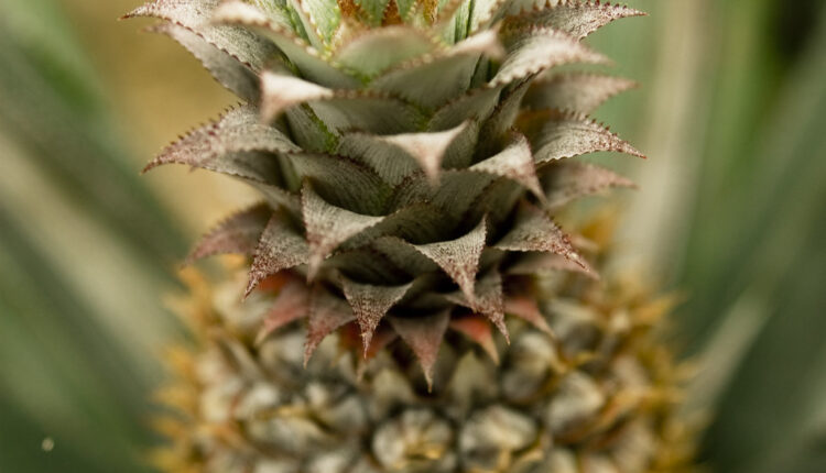 Ne bacajte koru ananasa: Nemate pojma čemu može da posluži