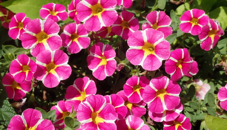 Krasiće vašu terasu do prvih mrazeva: 4 trika da petunije bujno cvetaju