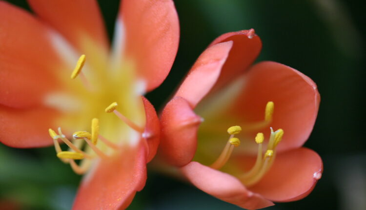 Ova biljka čarobnih cvetova magnet je za SREĆU: Nabavite je što pre