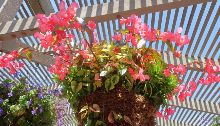 Ove 4 biljke će najlepše ukrasiti vaš balkon u proleće: Sada je pravo vreme da ih posadite