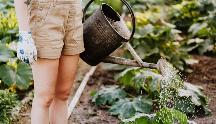 2 moćna rastvora sode bikarbone koja zamenjuju pesticide: Biljke bujaju, puževi beže, zemlja se čisti