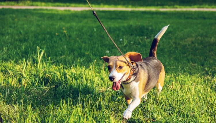 Jednostavno pravilo pet sekundi otkriva da li je vašem psu prevruće za šetnju