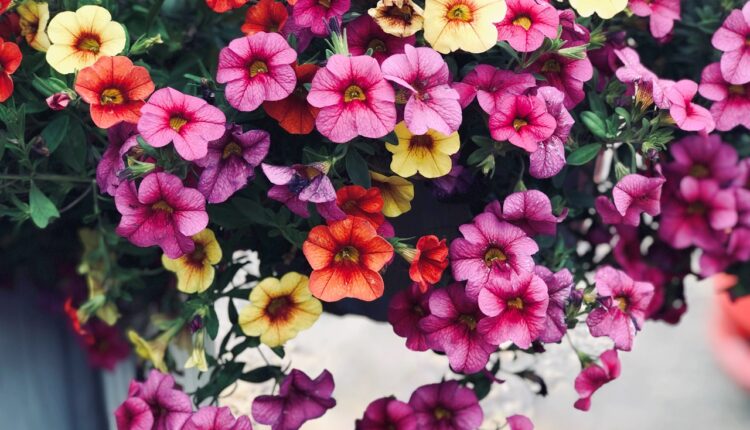 Zgodan trik koji daje sjajne rezultate, a ne košta ništa: Cveće će biti bujno, zdravo i cvetaće kao ludo