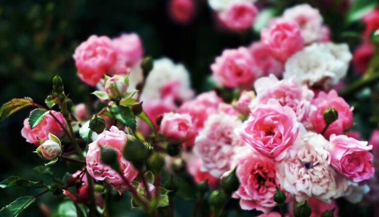Domaći liker od ruža je eliksir za celo telo, obavezno ga napravite (RECEPT)