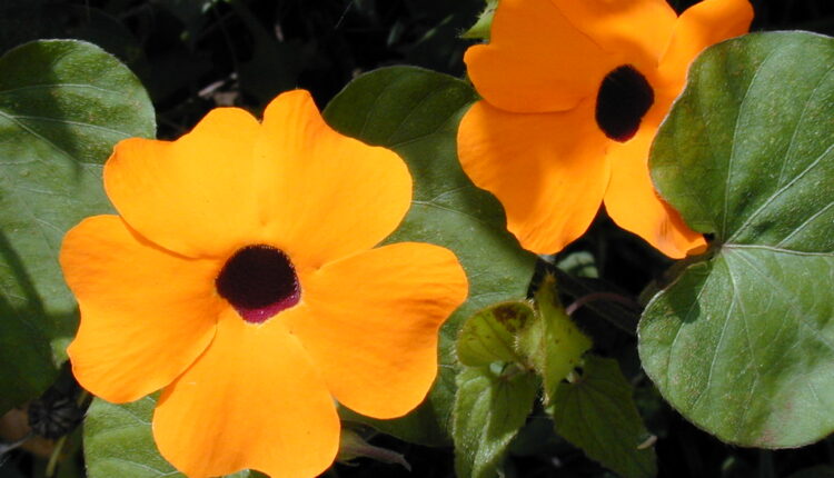 Trk u cvećaru po ovu biljku: Čuva vas od zlobnih komšija plus predivno izgleda